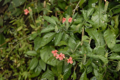 Image of Crossandra nilotica by (c) timharris, some rights reserved (CC BY)