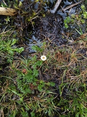 Plagiocheilus soliviformis