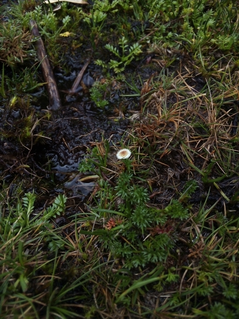 Plagiocheilus soliviformis