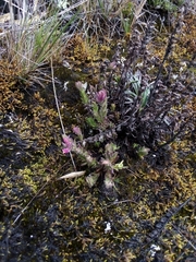 Neobartsia laniflora