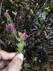 Neobartsia laniflora