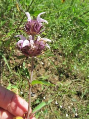 Monarda clinopodioides
