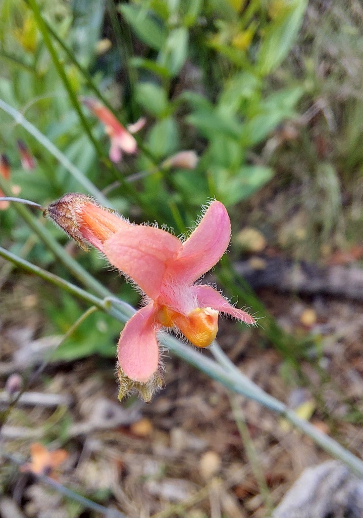 Hypenia paniculata