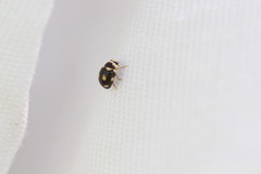 Brachiacantha decempustulata