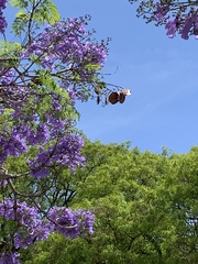 Jacaranda mimosifolia