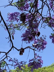 Jacaranda mimosifolia