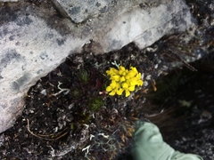 Draba litamo