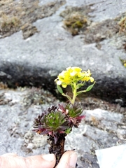 Draba litamo