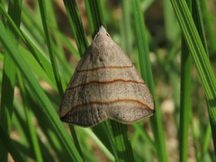 Colobochyla salicalis