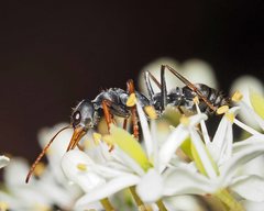 Myrmecia pilosula