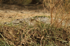 Crocodylus suchus