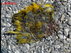 Setophaga petechia rufivertex