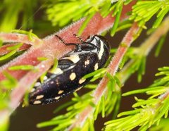 Diphucrania duodecimmaculata