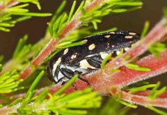 Diphucrania duodecimmaculata