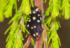 Diphucrania duodecimmaculata