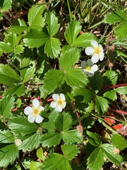 Fragaria chiloensis