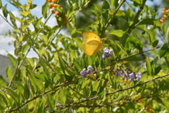 Catopsilia thauruma