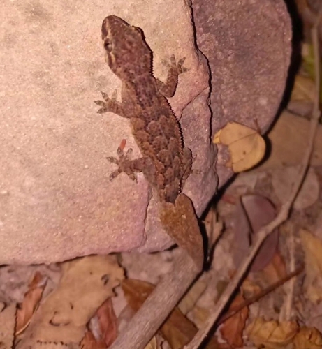 Brazilian Half-toed Gecko
