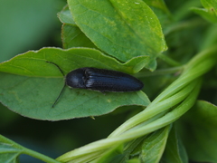 Melanotus punctolineatus