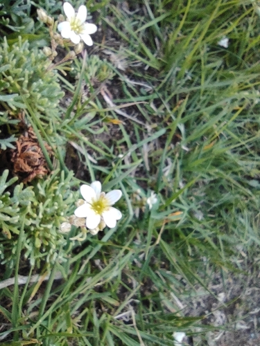 Image of Saxifraga pentadactylis by (c) Daniel Heras González, some rights reserved (CC BY)