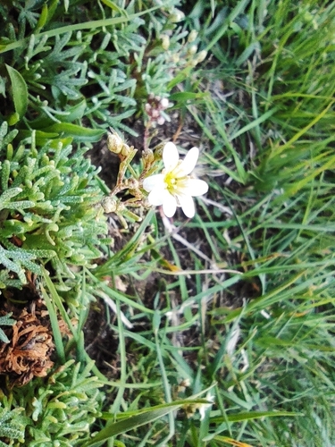 Image of Saxifraga pentadactylis by (c) Daniel Heras González, some rights reserved (CC BY)