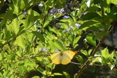 Catopsilia thauruma