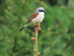 Red-Backed Shrike photo 2