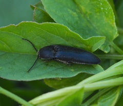 Melanotus punctolineatus