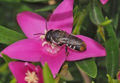 Megachile ferox