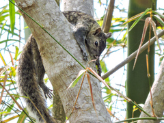 Sciurus colliaei