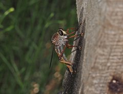 Colepia rufiventris