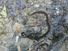 Dendrophidion clarkii