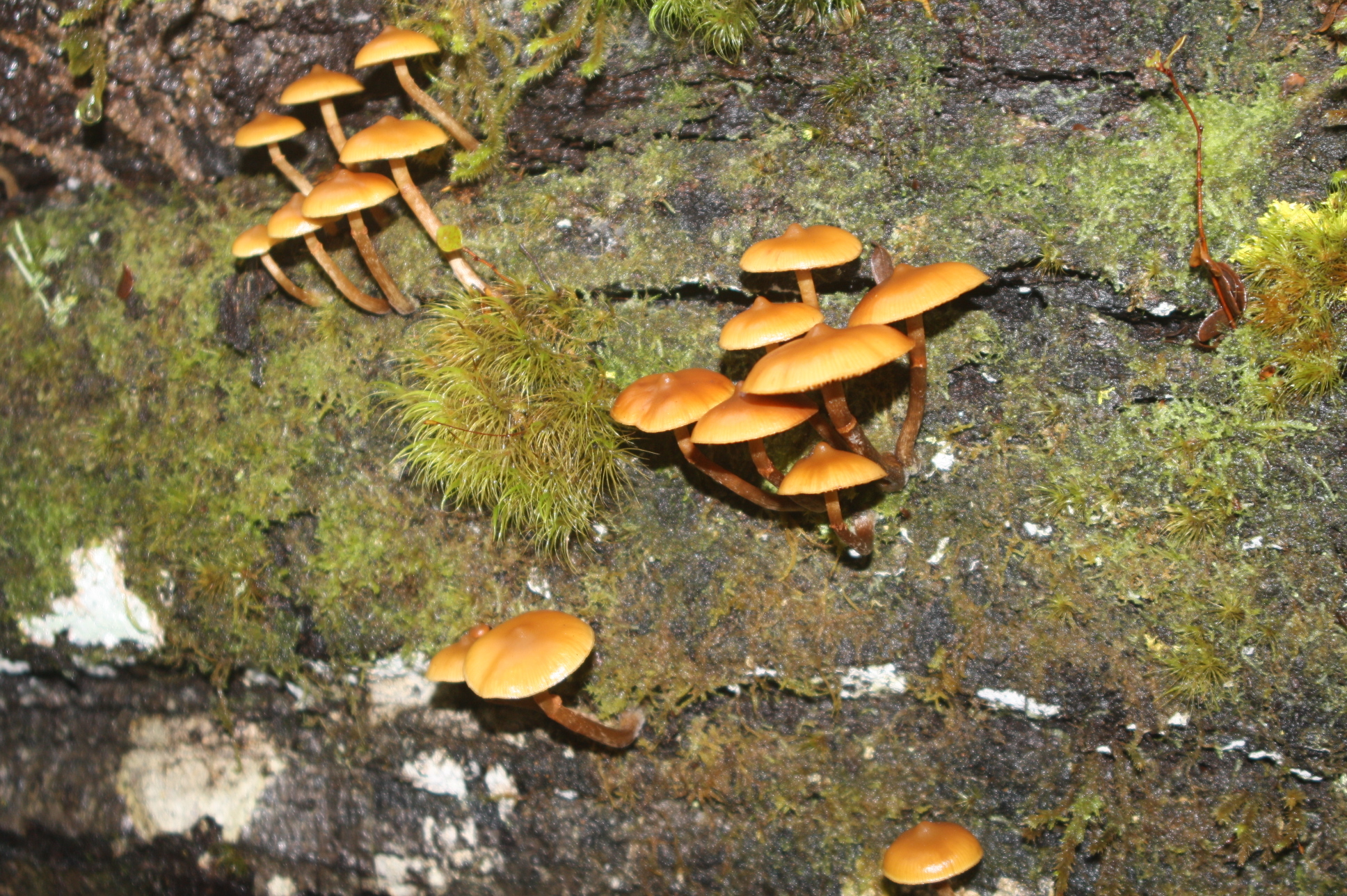 Galerina patagonica image