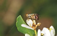 Nemophora sparsella