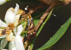 Nemophora sparsella