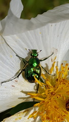 Trichiotinus lunulatus