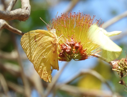 Combretum farinosum