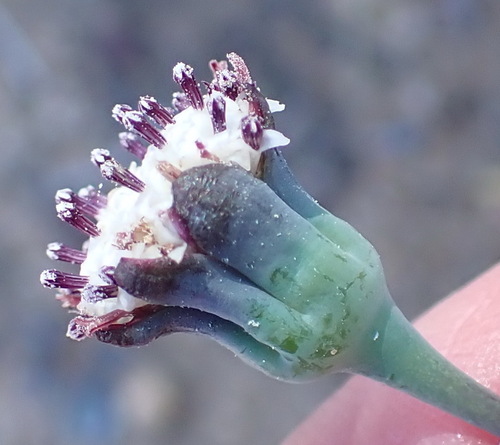 Image of Othonna digitata by (c) Nicola van Berkel, some rights reserved (CC BY-SA)