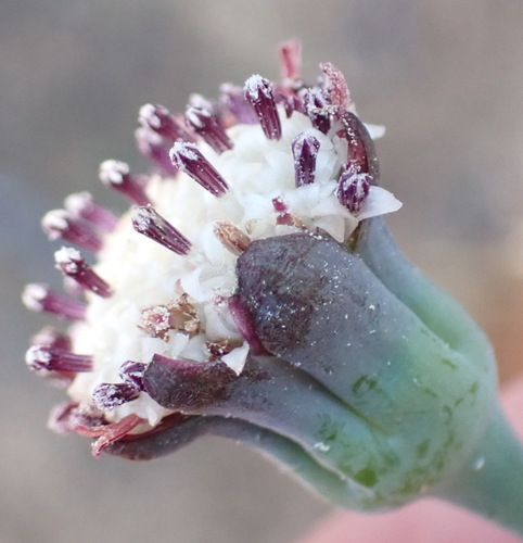 Image of Othonna digitata by (c) Nicola van Berkel, some rights reserved (CC BY-SA)