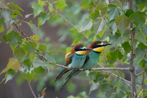 Abejaruco europeo (Merops apiaster)