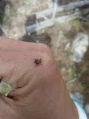 Dermacentor andersoni