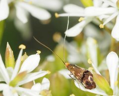 Nemophora sparsella