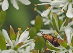 Nemophora sparsella