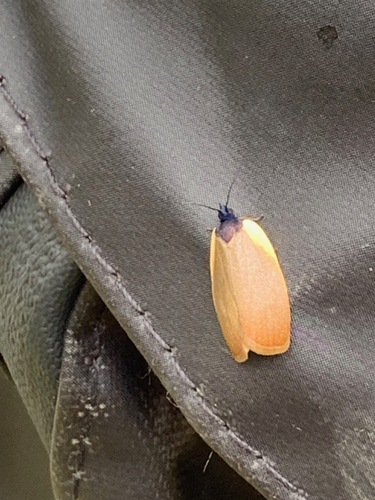 Zacorisca