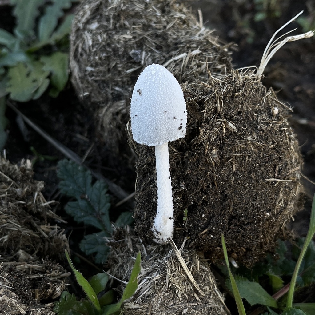 Coprinopsis nivea · June 2024 · photo: © cristianriquelme (iNaturalist, cc-by)