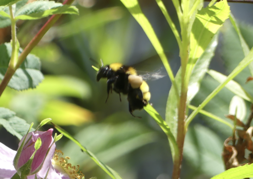 iNaturalist observation photo of Sonoran Bumble Bee