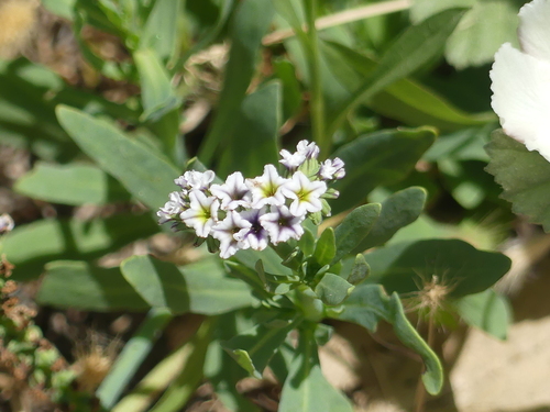 iNaturalist observation photo of alkali heliotrope