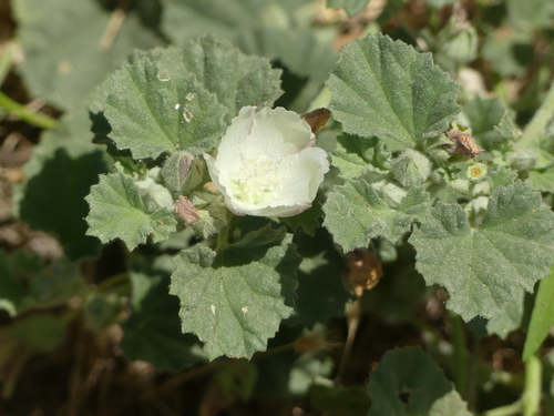 iNaturalist observation photo of alkali mallow