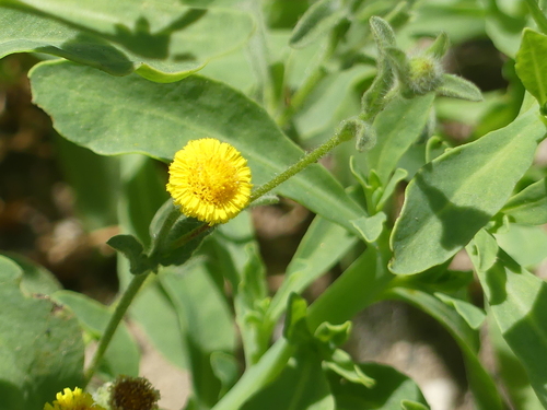 iNaturalist observation photo of Spanish False Fleabane