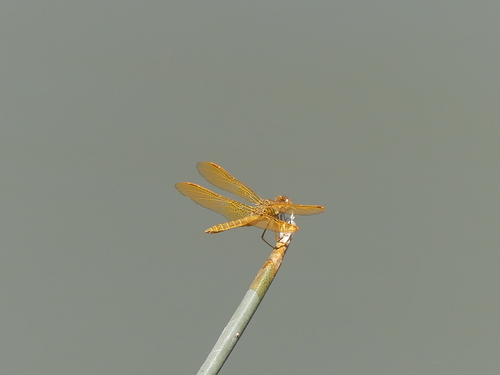 iNaturalist observation photo of Mexican Amberwing